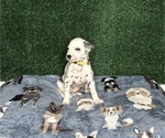 Puppy Raina Dalmatian