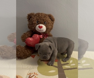 French Bulldog Puppy for sale in PGH, PA, USA