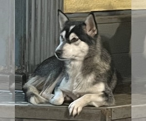 Mother of the Alaskan Klee Kai-Siberian Husky Mix puppies born on 04/03/2025