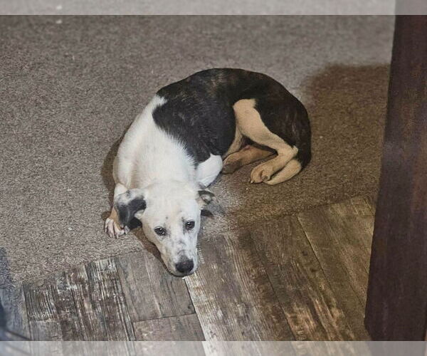 Medium Photo #5 Mutt Puppy For Sale in Wakefield, RI, USA