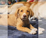 Small #1 Mutt