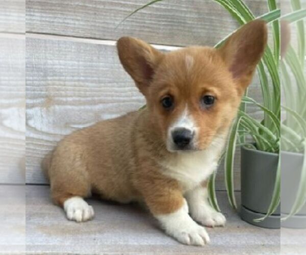 Medium Photo #1 Pembroke Welsh Corgi Puppy For Sale in NORTHERN CAMBRIA, PA, USA