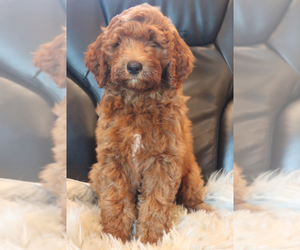 Irish Doodle Puppy for sale in ITASCA, TX, USA