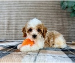 Small #4 Cavapoo (Miniature)