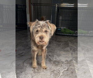 Struesel - Male Mutt Dog for Adoption - Photo #4