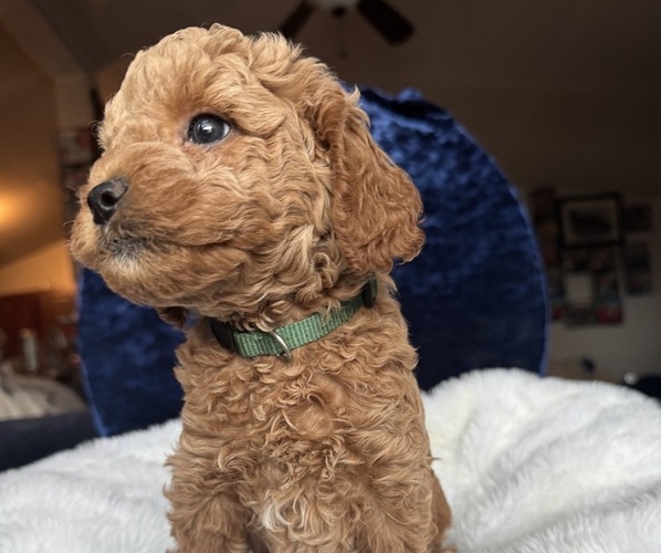 Medium Photo #13 Goldendoodle (Miniature) Puppy For Sale in SAN FERNANDO, CA, USA