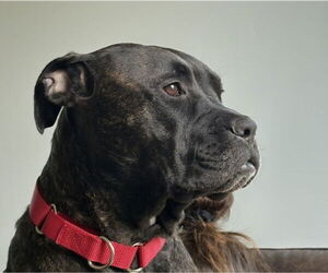 Hope - Female Boxer-Unknown Mix Dog for Adoption - Photo #4