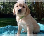 Small Photo #1 Golden Retriever Puppy For Sale in BUTNER, NC, USA