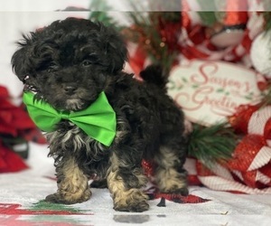 Maltipoo Puppy for sale in LANCASTER, PA, USA