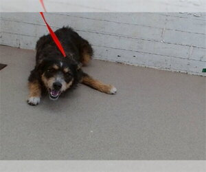 Mutt Dogs for adoption in San Bernardino, CA, USA