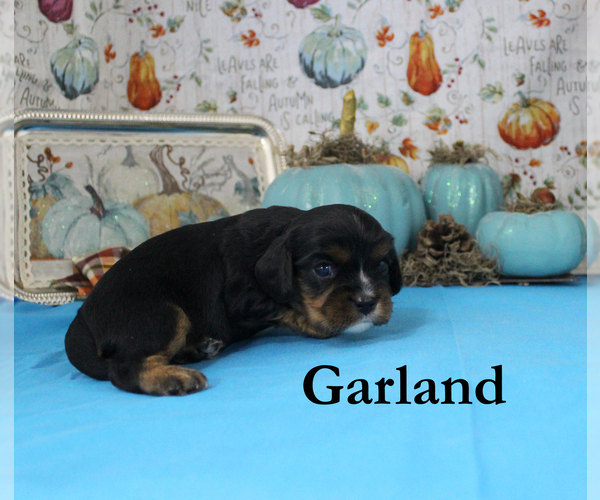 Medium Photo #77 Cavalier King Charles Spaniel Puppy For Sale in CHANUTE, KS, USA