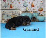 Small #6 Cavalier King Charles Spaniel