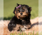Puppy Ziggy Yorkipoo