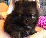 Small #4 Pomeranian
