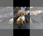 Image preview for Ad Listing. Nickname: Tiny AKC Bitsy
