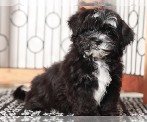 ShihPoo Puppy for sale in NAPLES, FL, USA