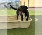 Small #3 Labrador Retriever Mix