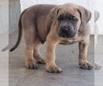 Small Photo #7 Cane Corso Puppy For Sale in ONTARIO, CA, USA