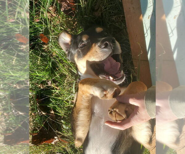 Medium Photo #2 Rottweiler-Siberian Husky Mix Puppy For Sale in Candler, NC, USA