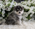 Small #9 Pomsky