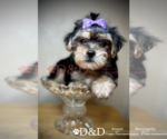 Small Photo #1 Shorkie Tzu Puppy For Sale in RIPLEY, MS, USA