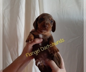 Dachshund Puppy for sale in CUTLER BAY, FL, USA