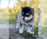 Puppy Bridget Alaskan Klee Kai-Pomsky Mix