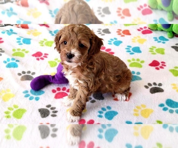 Medium Photo #10 Cock-A-Poo-Poodle (Miniature) Mix Puppy For Sale in ORO VALLEY, AZ, USA