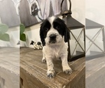 Small Photo #13 Cocker Spaniel Puppy For Sale in LAS CRUCES, NM, USA