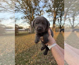 Medium Labrador Retriever