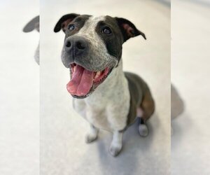 American Bulldog-Unknown Mix Dogs for adoption in Toronto, Ontario, Canada