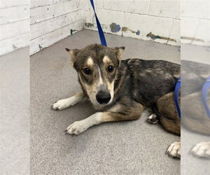German Shepherd Dog-Unknown Mix Dogs for adoption in San Bernardino, CA, USA