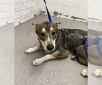 Small German Shepherd Dog Mix