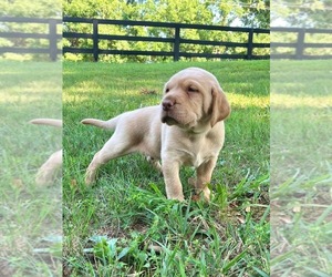 Labrador Retriever Puppy for sale in UNION, KY, USA