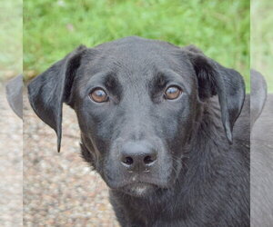 Border Collie-Unknown Mix Dogs for adoption in Huntley, IL, USA