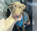 Small #2 Labrador Retriever