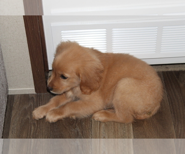 Medium Photo #8 Golden Retriever Puppy For Sale in SPENCER, TN, USA