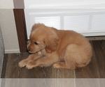 Small Photo #8 Golden Retriever Puppy For Sale in SPENCER, TN, USA