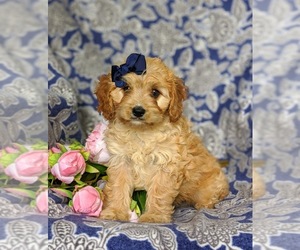 Cavalier King Charles Spaniel-Poodle (Toy) Mix Puppy for sale in LANCASTER, PA, USA