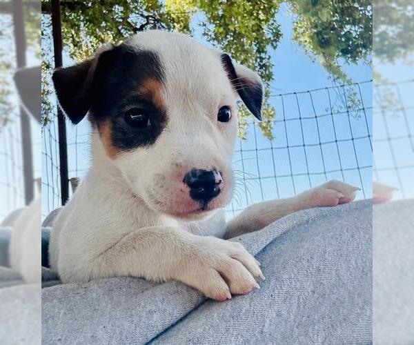 Medium Photo #1 German Shepherd Dog-Unknown Mix Puppy For Sale in Stockton, CA, USA