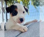 Small German Shepherd Dog Mix