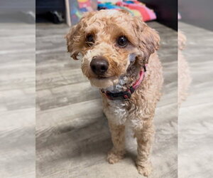Snickers - Male Mutt Dog for Adoption - Photo #2