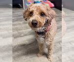 Small Photo #2 Mutt Puppy For Sale in Ellijay, GA, USA