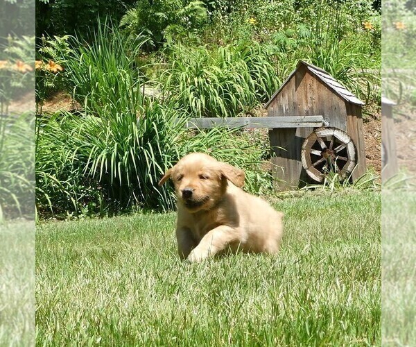 Medium Photo #5 Golden Retriever Puppy For Sale in WOLCOTT, VT, USA