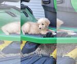 Dodger - Male Golden Retriever Puppy for Sale - Photo #7