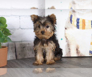 Yorkshire Terrier Puppy for sale in RED LION, PA, USA