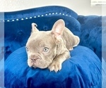 Small Photo #22 French Bulldog Puppy For Sale in FRANKLIN SQUARE, NY, USA