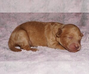 Labradoodle mix (+ Poodle Standard) Puppy for sale in LA HABRA, CA, USA