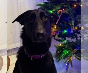 German Shepherd Dog Dogs for adoption in Plantation, FL, USA