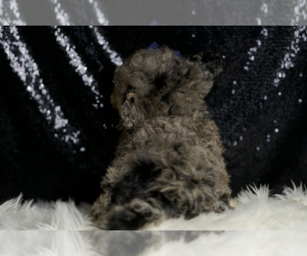 Medium Photo #7 Poodle (Toy) Puppy For Sale in WARSAW, IN, USA